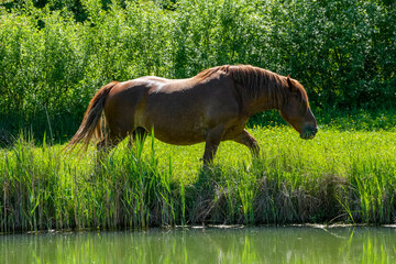 Comtois Stute auf einer Weide im Frühsommer läuft einem Teich entlang © Markus Kammermann