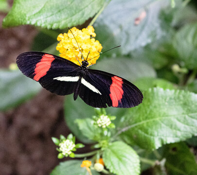 The exotic tropical butterfly Heliconia erato collects nectar on the yellow lantana flower.