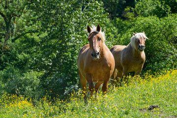 Comtois Stute auf einer Weide im Frühsommer © Markus Kammermann
