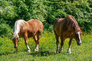 Comtois Stute und Bretonne auf einer Weide im Frühsommer © Markus Kammermann