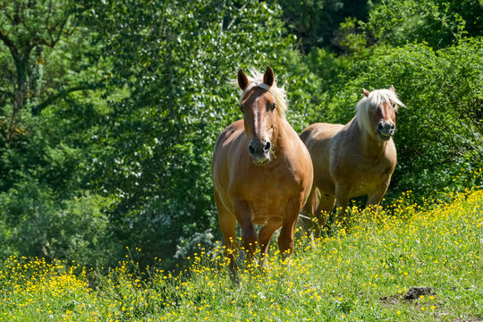 Comtois Stute auf einer Weide im Fr&uuml;hsommer