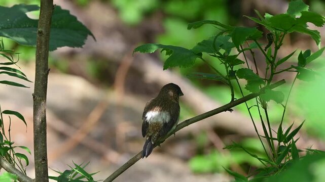back view of white-rumped munia revealing its distinct white rump, perched on a branch surrounded by soft green foliage in sunny woodlands