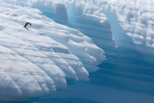 Striated iceberg with gentoo penguin along the coast of South Georgia Island