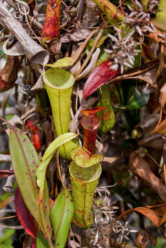 Wild Nepenthes pitcher plants (Kantong Semar) growing naturally in lush tropical rainforest habitat. Carnivorous plants photographed in the biodiverse forests of Indonesia.