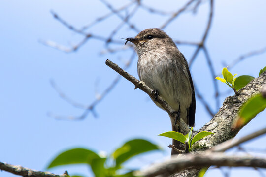 African Dusky Flycatcher (Muscicapa adusta) with insect prey in bill, Wilderness, Garden Route, Western Cape, South Africa