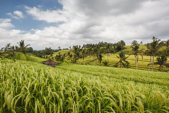 Panoramic View of Jatiluwih Rice Terraces