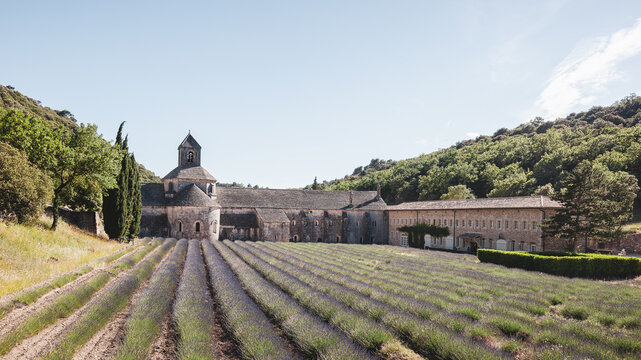 S&eacute;nanque Abbey with Lavender Field in Provence, France