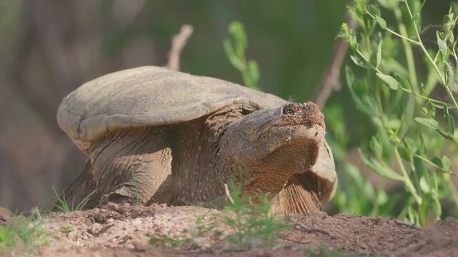 Common Snapping Turtle Digging Nest Along Riverbank in Colorado