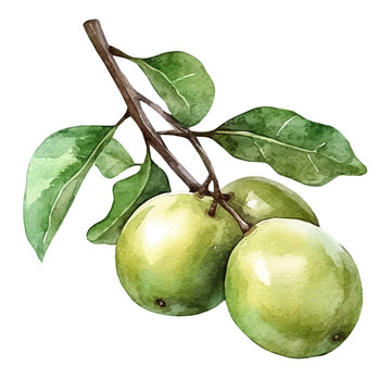 Kakadu Plum, watercolor illustration vector, isolated on a white background.