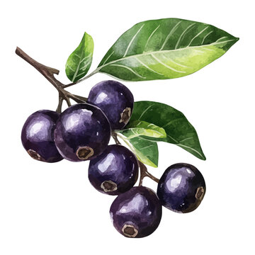 watercolor vector of Jabuticaba, isolated on a white background.