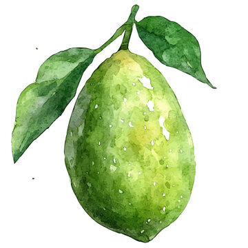 Finger Lime, watercolor illustration vector, isolated on a white background.