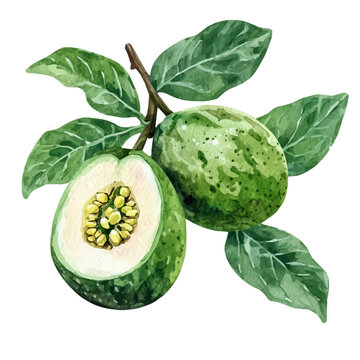 Feijoa, watercolor painting vector, isolated on a white background.