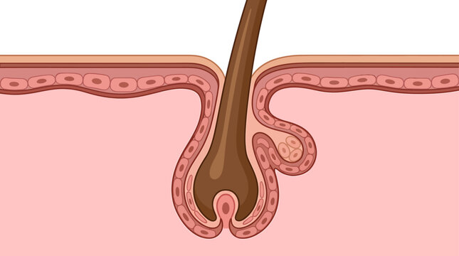 Brown Human Hair Follicle Rooting in Dermis Icon