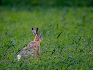 European hare (Lepus europaeus) in spring. © Adam