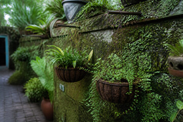Fototapeta premium Moss-covered stone walls with potted plants in a lush, green garden setting.