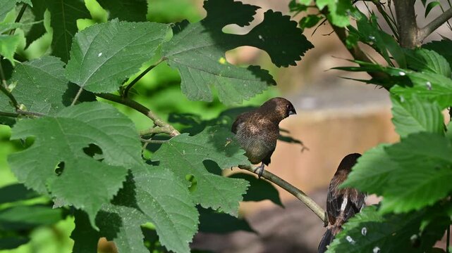A white-rumped munia with a distinct conical beak perches calmly on a branch among lush green mulberry leaves