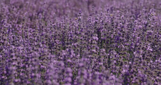 Bees gathering nectar from lavender