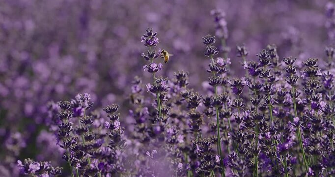 Bees gathering nectar from lavender
