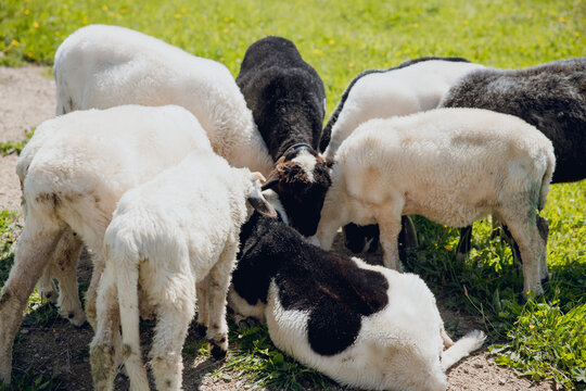 Flock of sheep grazing on a green mountain pasture Peaceful countryside scene representing sustainable farming, rural life, livestock agriculture