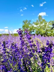 Obraz premium Purple Wildflower Field Under Blue Summer SkyBeautiful purple wildflowers blooming across a natural meadow under a clear blue sky on a sunny day, creating a vibrant spring and summer landscape.