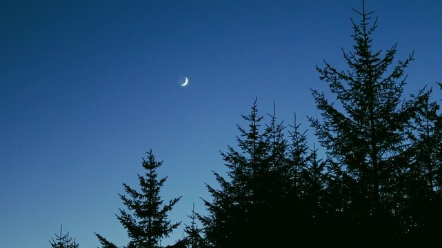 Crescent moon over pine forest silhouette