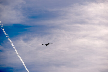 Fototapeta premium Red kite Milvus milvus bird of prey up in the sky at Swiss village of Oberglatt on an autumn day. Photo taken November 11th, 2025, Zurich Oberglatt, Switzerland.