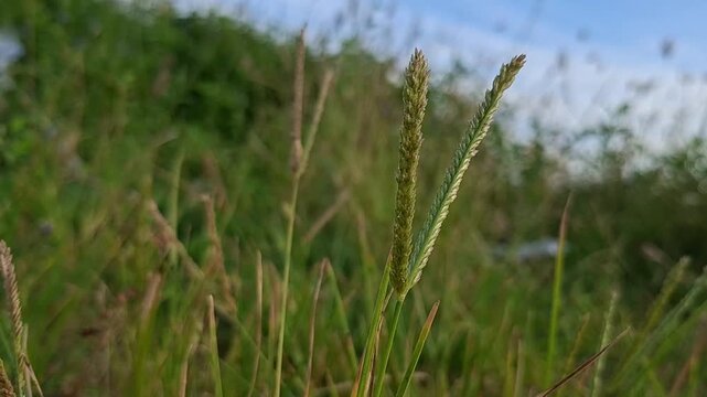 Goosegrass, Eleusine Indica, blown by the wind in the morning