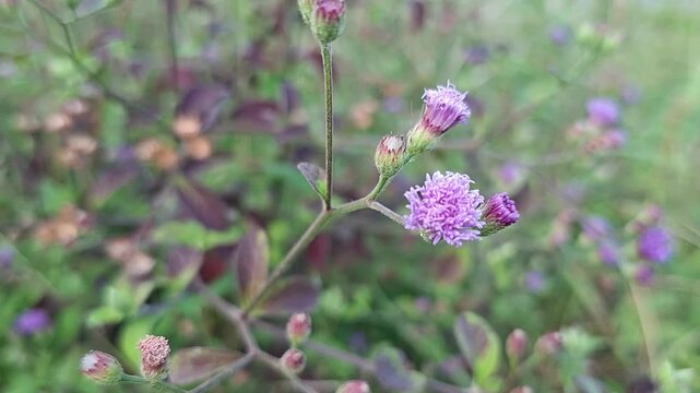 Little Ironweed, Cyanthillium cinereum, blown by the wind in the morning