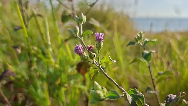 Little Ironweed, Cyanthillium cinereum, blown by the wind in the morning