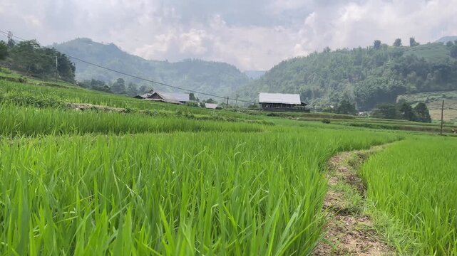 A view from the rice fields looking up at the Hoang Lien Son mountain range in Sapa, Lao Cai, Vietnam.