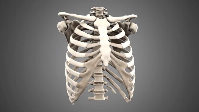 Front View Human Rib Cage Anatomy Model