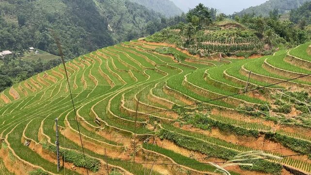 Terraced rice fields add to the beauty of the landscape of the Hmong people in Linh Ho village, Sa Pa province, Vietnam.