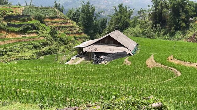 The rustic wooden house of the Hmong people is nestled amidst the winding terraced rice fields.