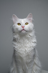 Portrait of a fluffy white long-haired cat looking directly at the camera against a white background, with copy space on the top © furryfritz