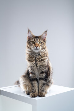 Full-body portrait of a young tabby Maine Coon cat sitting on a white cabinet against a white studio background, looking directly into the camera, with copy space above the cat