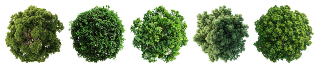 Obraz premium PNG Five lush green tree tops, transparent background