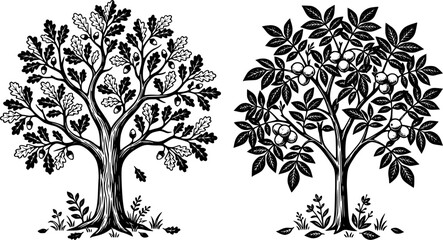 Fototapeta premium Green walnut tree and oak tree illustration, nature vector art, botanical design, forest plants, leafy trees, fruit-bearing trees, eco-friendly graphics, natural