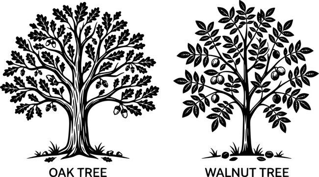 
Green walnut tree and oak tree illustration, nature vector art, botanical design, forest plants, leafy trees, fruit-bearing trees, eco-friendly graphics, natural