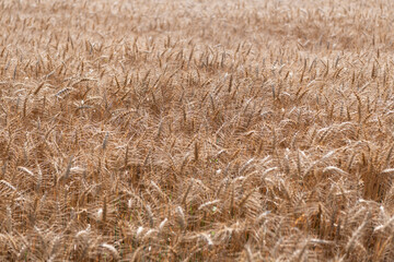Fototapeta premium Barley grain and spikelet. Wheat ears background. Ripe barley field. Barley grain harvest. Crop harvest in summer. Agriculture field with ripe wheat harvest. Countryside farming
