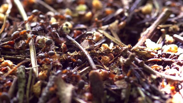 Macro close-up of ants actively moving across forest floor litter and organic debris. Detailed view of social insect colony behavior in natural woodland habitat. Concept of teamwork, cooperation
