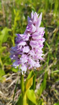 Orchis militaris or military orchid growing in the wild green grass, Close-up of a blooming wild orchid flower in a summer meadow.