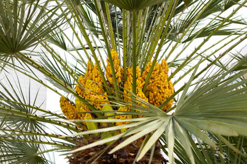 Obraz premium Yellow blossom of Mediterranean fan palm on the tree with leaves.