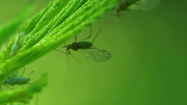 Winged Aphid Among Green Aphid Colony &ndash; Macro Agricultural Pest