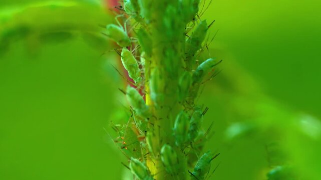 Macro close-up of a green aphid colony infesting a plant stem, with several individuals carrying visible parasitoid wasp eggs attached to their bodies. Concept of agricultural pest infestation