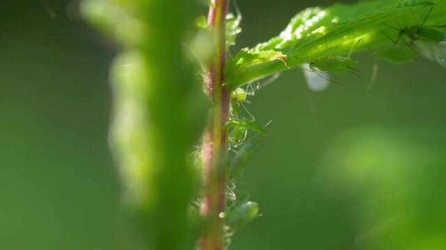 Macro close-up of green aphids feeding along a plant stem under natural sunlight. Sap‑sucking insects forming a small colony. Concept of agricultural pest infestation, plant damage, and ecosystem