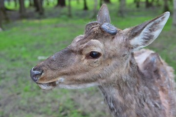 A close-up profile portrait of a young deer with budding antlers in a green forest clearing. Concept of wilderness and wildlife protection. © Helga P-A.