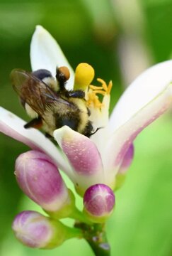 Video of a bumble bee collecting nectar from a Meyer lemon tree blossom with its pollen baskets full. Video is slowed to 50% and recorded in 4k