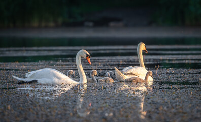 Mute swan family swims with cygnets during golden hour © tan4ikk