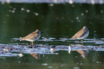 Fototapeta premium Two Wood Sandpipers Searching For Food