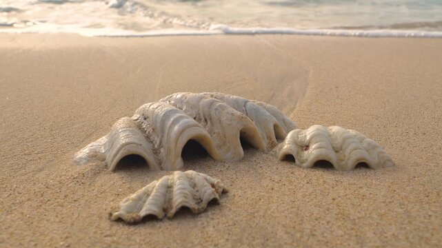 CLOSE UP: Three pale shells rest on smooth wet sand in soft morning light. Faint tide patterns lead toward the sea, where gentle waves dictate the rhythm of the tides on a remote tropical island.